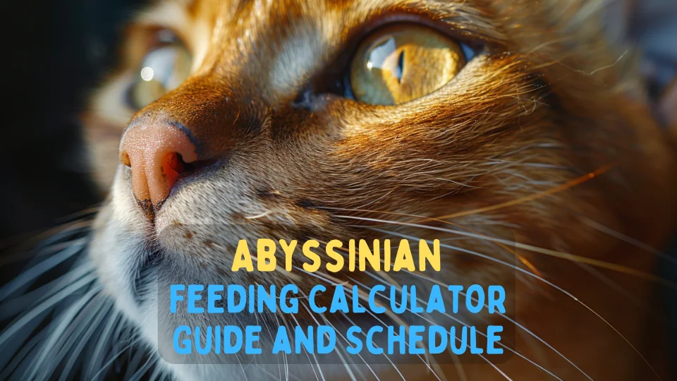 Abyssinian Feeding Calculator – Chart and Schedule