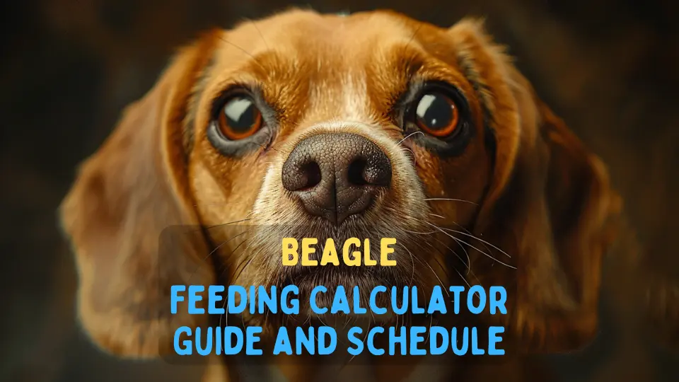 Beagle Feeding Calculator – Chart and Schedule
