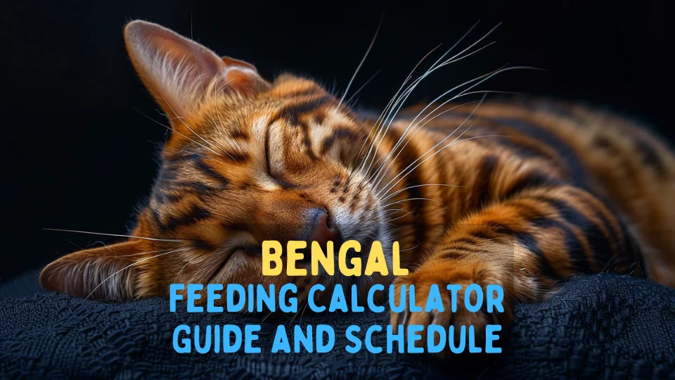 Bengal Feeding Calculator – Chart and Schedule