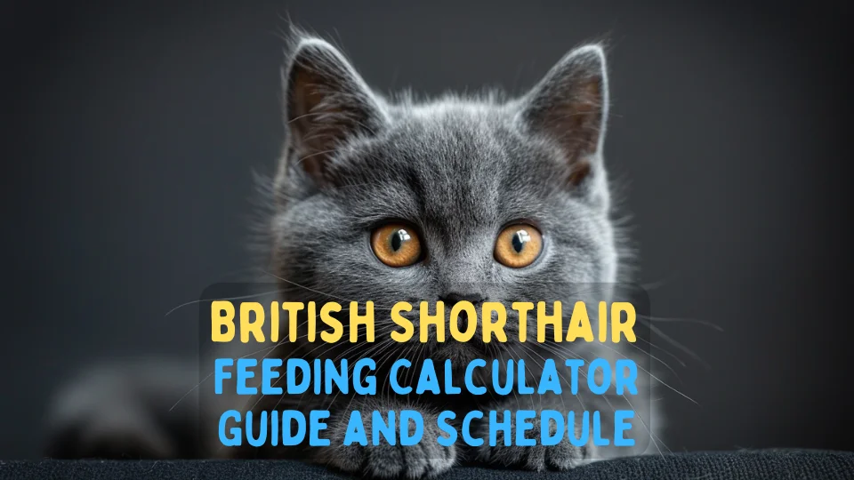 British Shorthair Feeding Calculator – Chart and Schedule