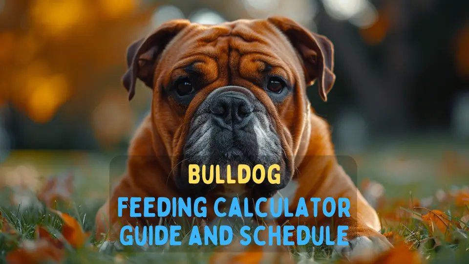 Bulldog Feeding Calculator – Chart and Schedule