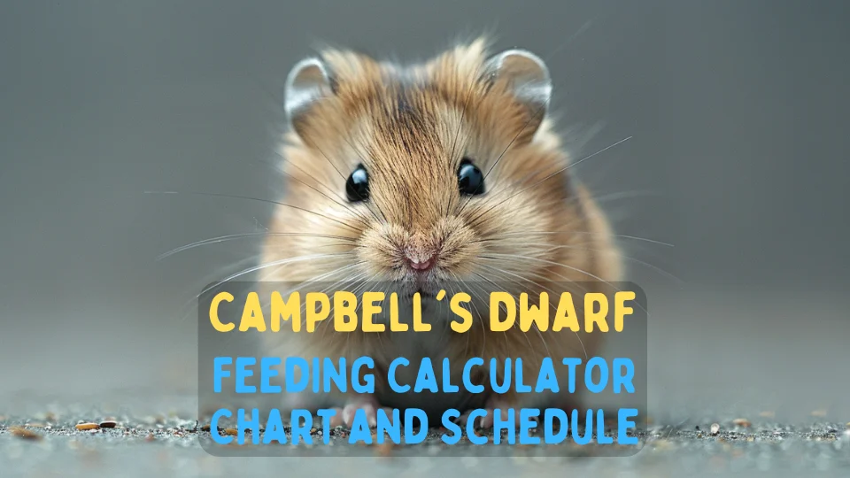 Campbell’s Dwarf Feeding Calculator – Chart and Schedule