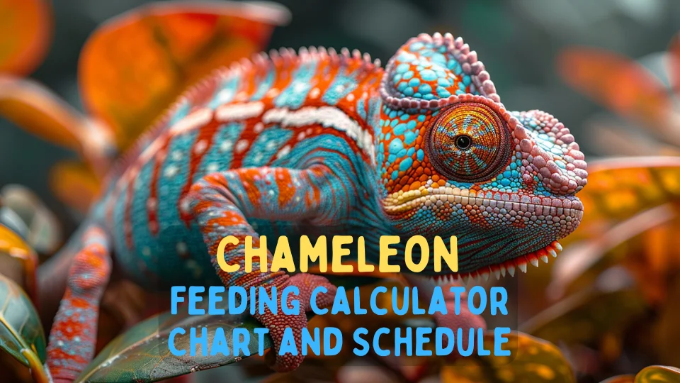 Chameleon Feeding Calculator – Chart and Schedule