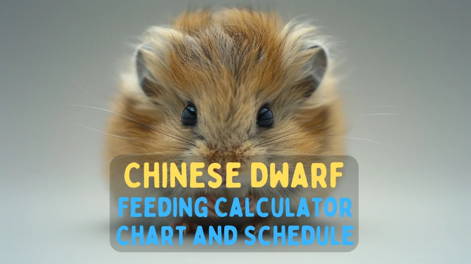 Chinese Dwarf Feeding Calculator – Chart and Schedule