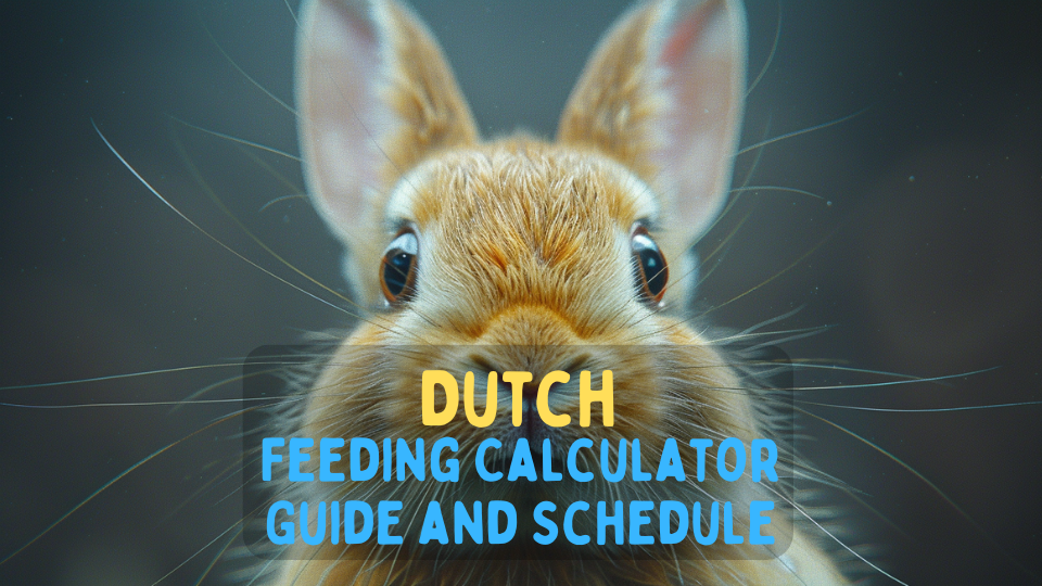 Dutch Rabbit Feeding Calculator – Chart and Schedule