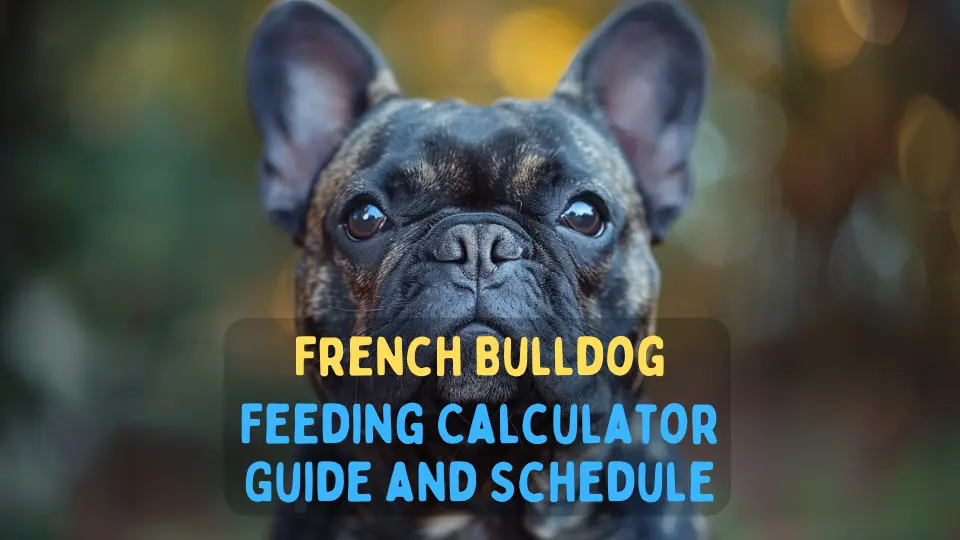 French Bulldog Feeding Calculator – Chart and Schedule