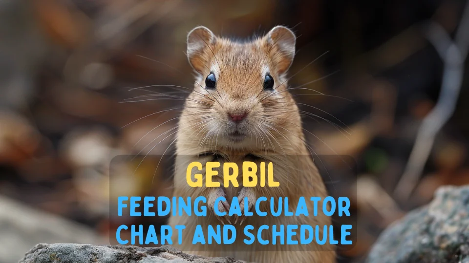 Gerbil feeding calculator