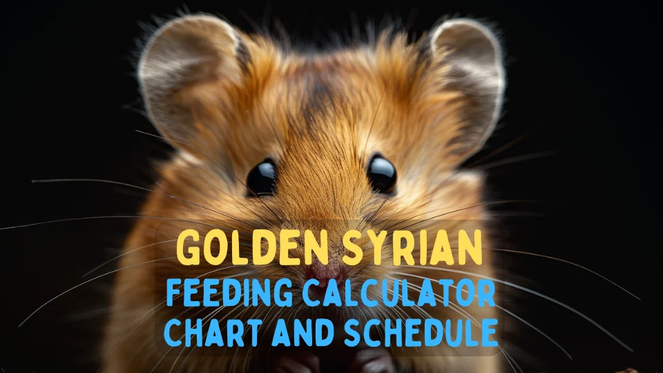 Golden Syrian Feeding Calculator – Chart and Schedule