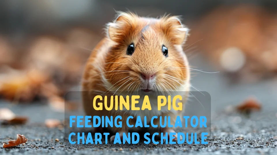 Guinea pig feeding calculator