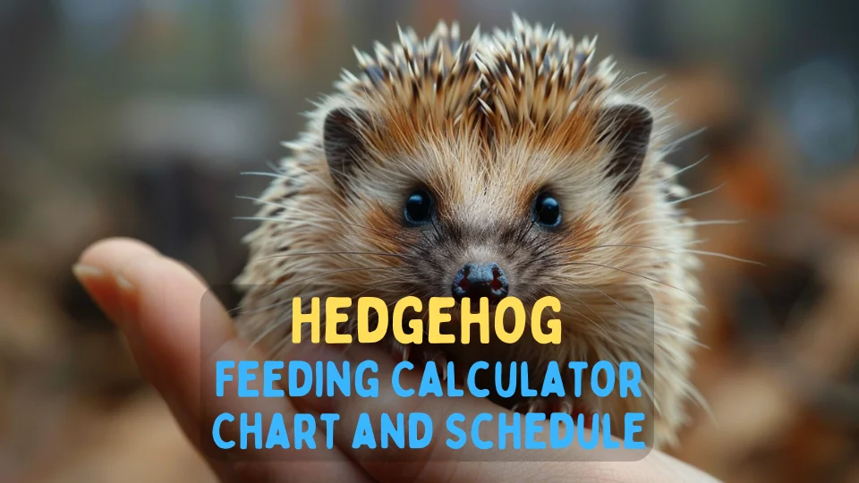 Hedgehog Feeding Calculator – Chart and Schedule
