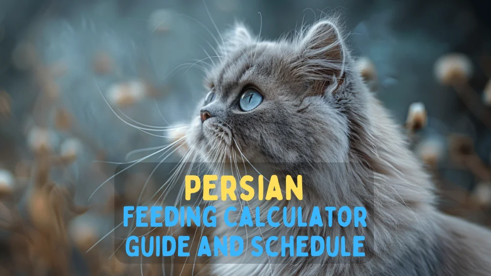 Persian Feeding Calculator – Chart and Schedule