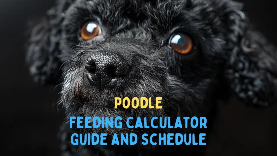 Poodle Feeding Calculator – Chart and Schedule