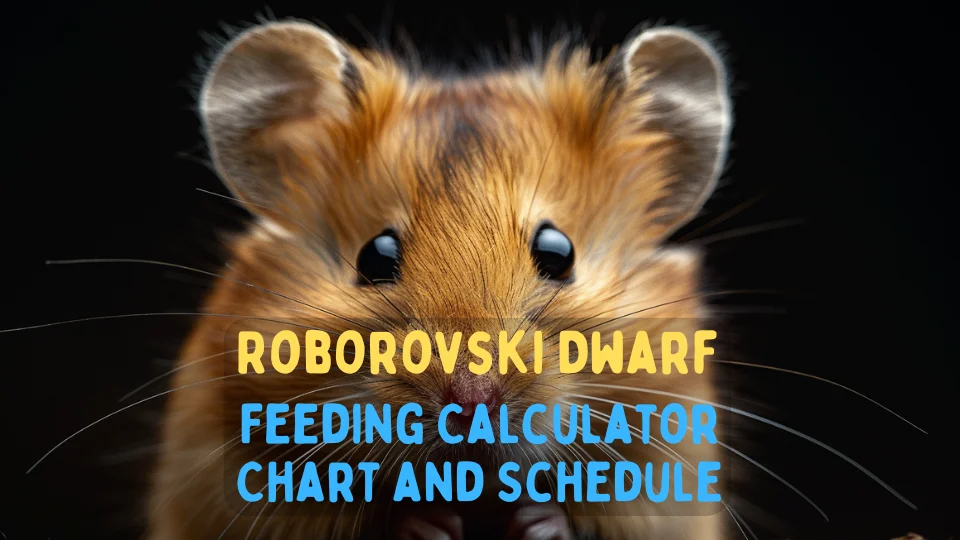 Roborovski Dwarf Feeding Calculator – Chart and Schedule