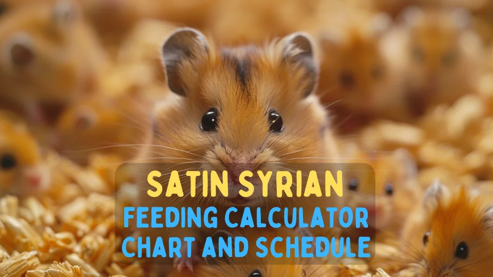 Satin Syrian Feeding Calculator – Chart and Schedule