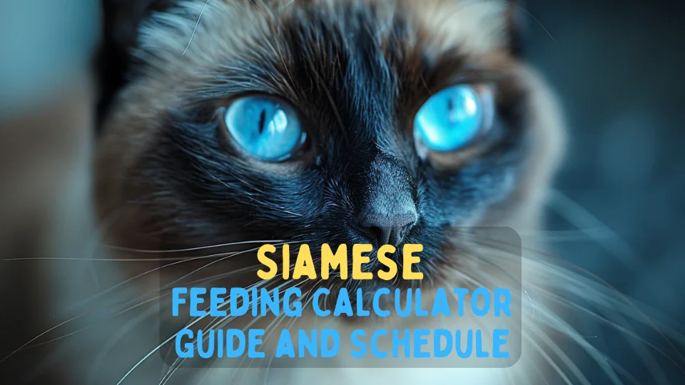 Siamese Feeding Calculator – Chart and Schedule