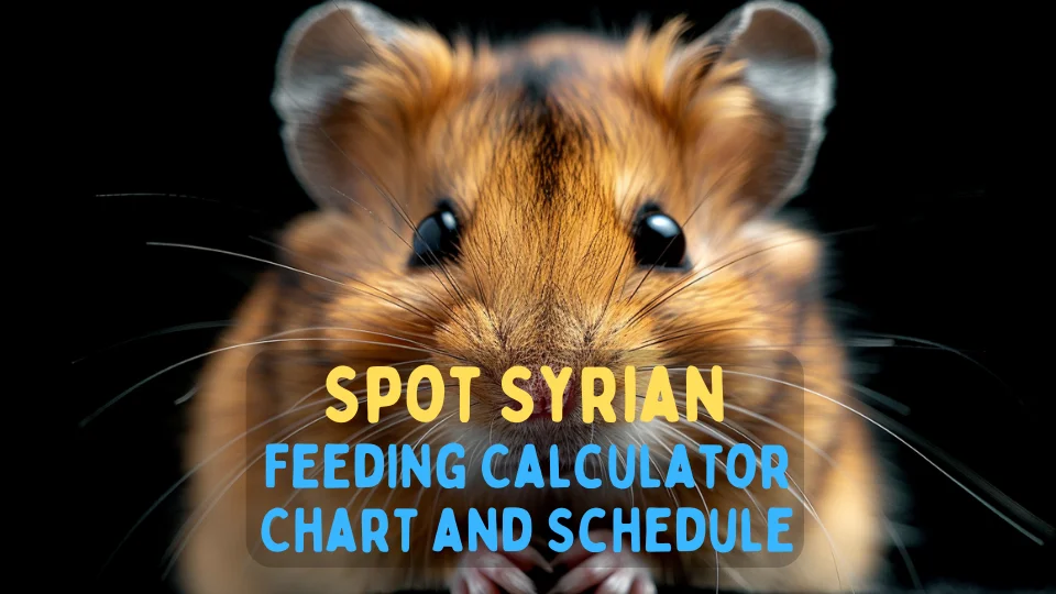 Dominant Spot Syrian Feeding Calculator – Chart and Schedule