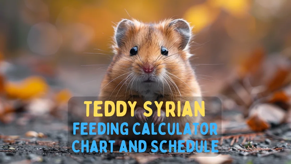 Teddy Syrian Feeding Calculator – Chart and Schedule