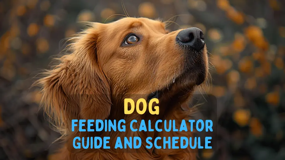 Dog Feeding Calculator – Chart and Schedule [Print]