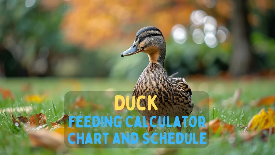 Duck Feeding Calculator – Chart and Schedule