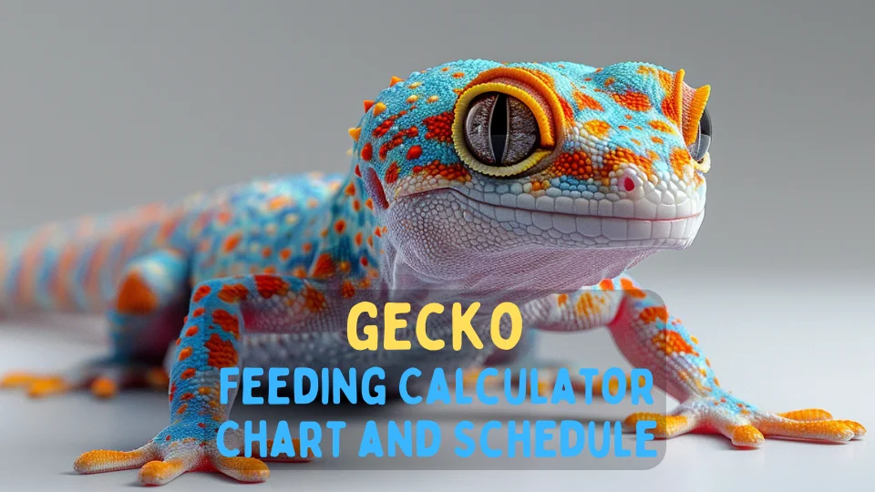 gecko feeding calculator