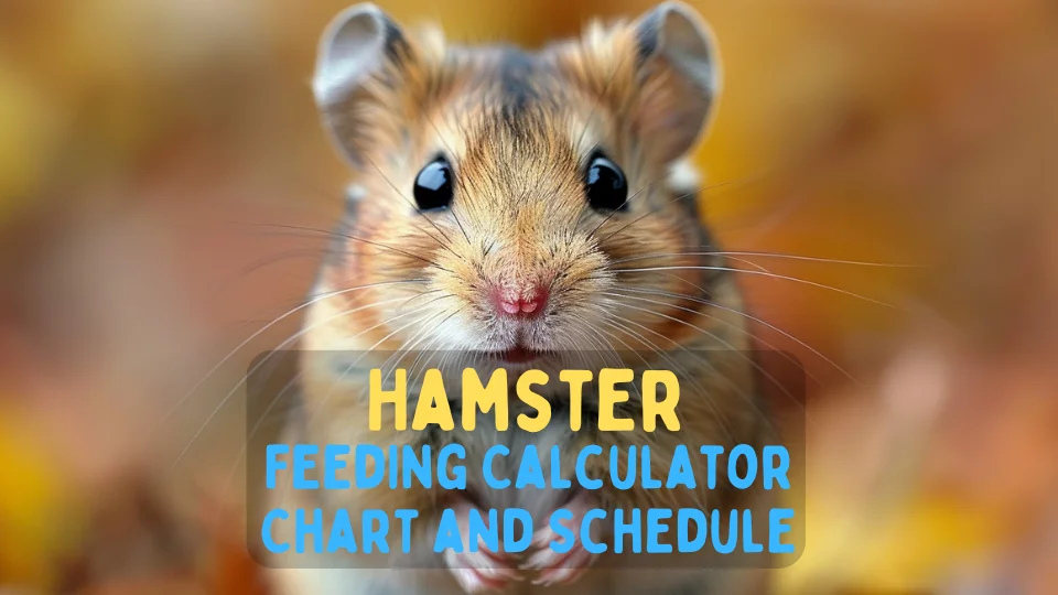 Hamster Feeding Calculator – Chart and Schedule