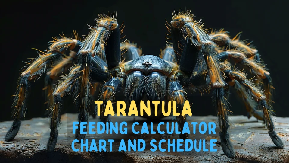 tarantula feeding calculator